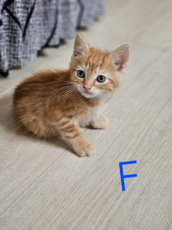 British shorthair - Image 3 of 4