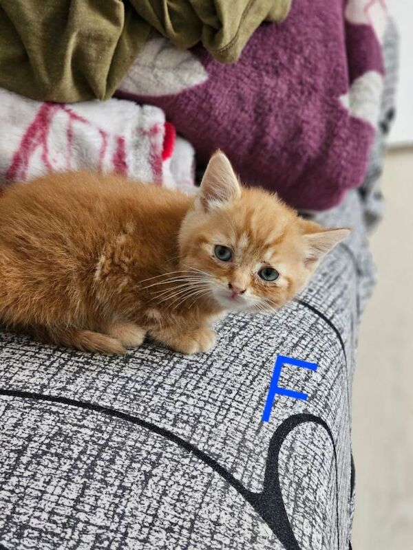 British shorthair - Image 4 of 4