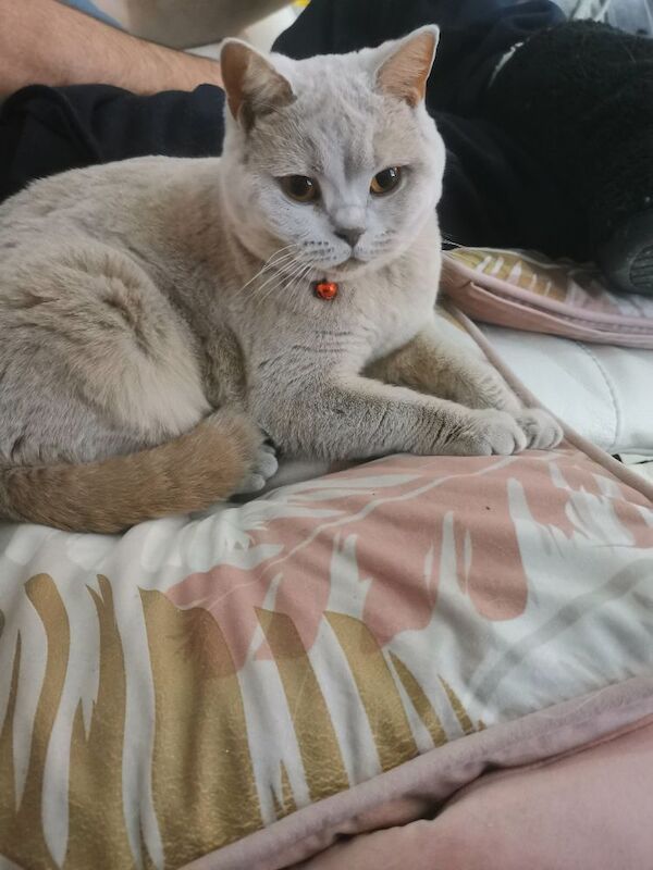 British Shorthair for sale in Shipston-on-Stour, Warwickshire - Image 4
