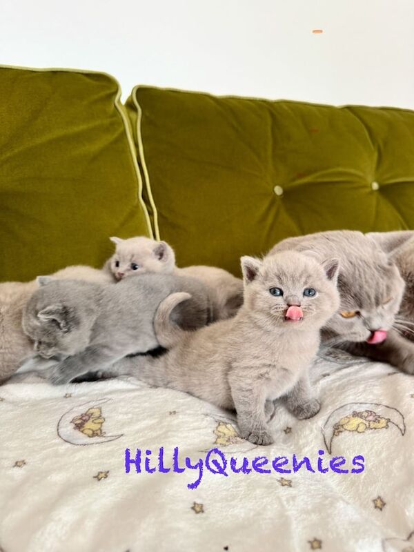British Shorthair kittens for sale in Herne Bay, Kent – 4 weeks old