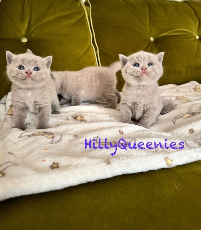 British Shorthair kittens for sale in Herne Bay, Kent – 12 weeks old - Image 2 of 3