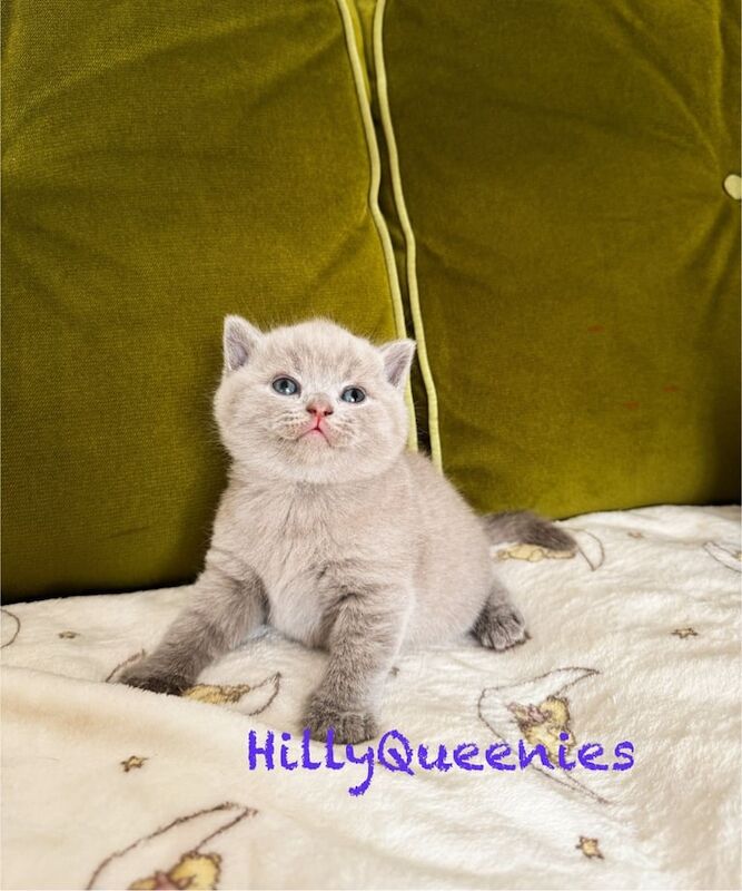 British Shorthair kittens for sale in Herne Bay, Kent – 12 weeks old - Image 3 of 3