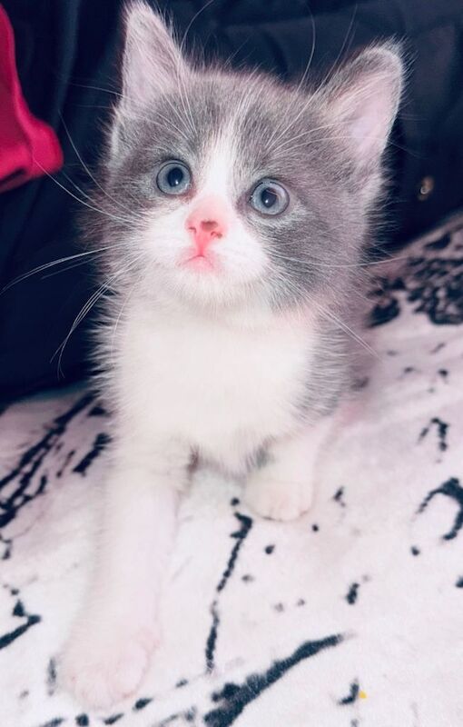 British Shorthair kittens for sale in Gilmerton, Edinburgh – 7 weeks old