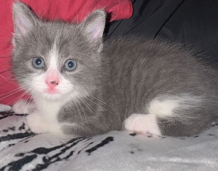 ️ British Shorthair and log hair Kittens ️ - Image 2 of 6