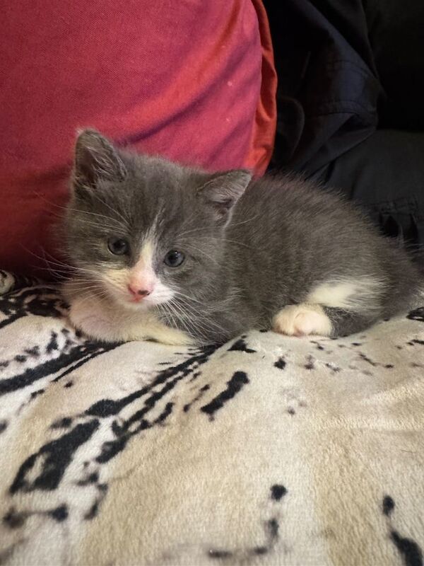 ️ British Shorthair and log hair Kittens ️ - Image 3 of 6