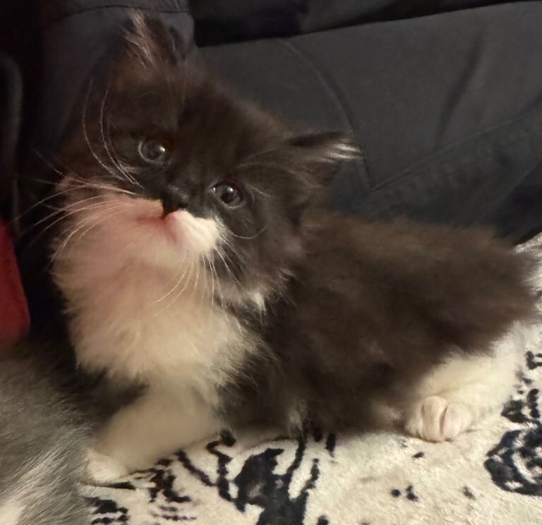 ️ British Shorthair and log hair Kittens ️ - Image 4 of 6