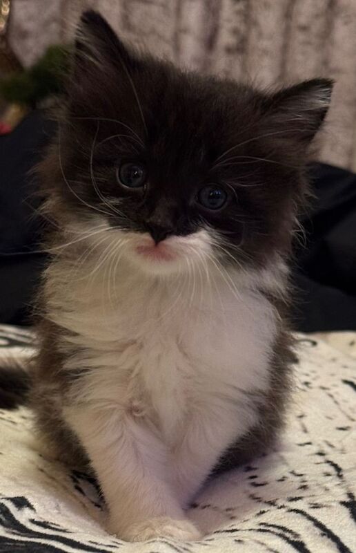 ️ British Shorthair and log hair Kittens ️ - Image 5 of 6