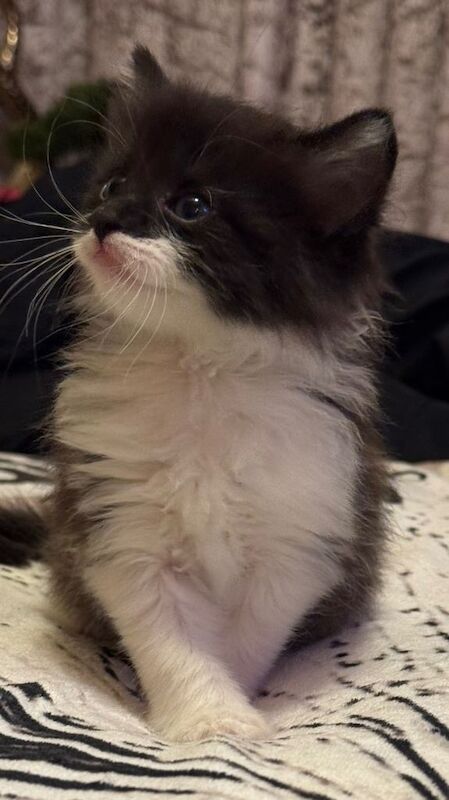 ️ British Shorthair and log hair Kittens ️ - Image 6 of 6