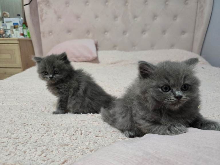 British shorthair and ragdoll mixed breed