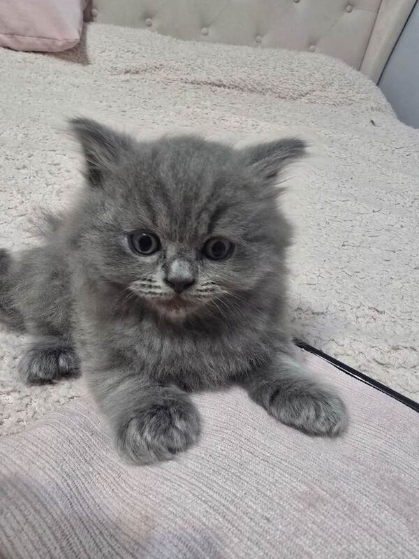 British shorthair and ragdoll mixed breed - Image 2 of 4