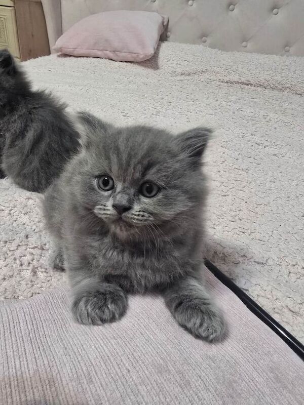 British shorthair and ragdoll mixed breed - Image 3 of 4