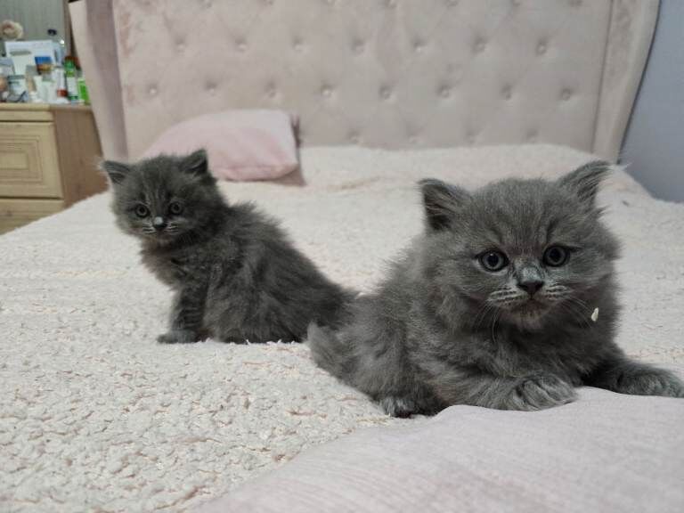 British shorthair and ragdoll mixed breed - Image 4 of 4