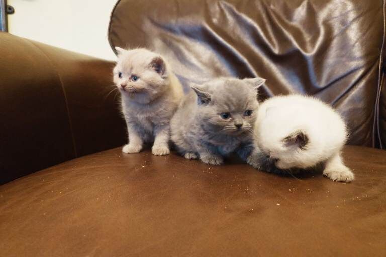 British Shorthair kittens for sale in Patchway, Gloucestershire – 10 weeks old