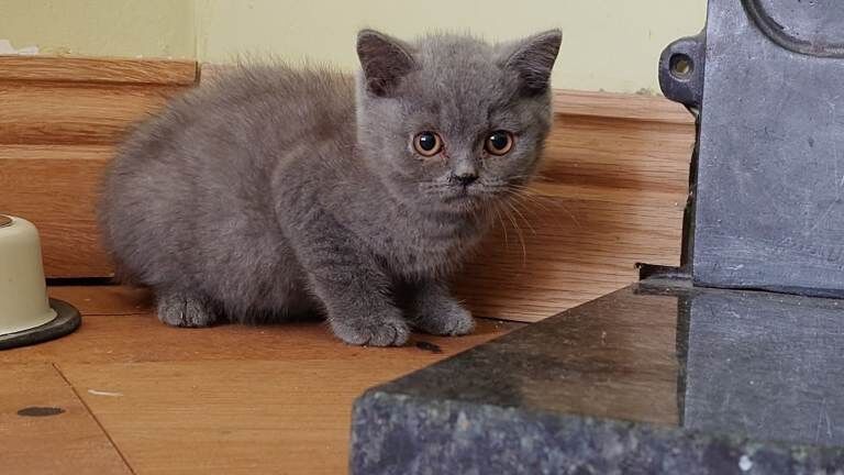 british shorthair babies - Image 2 of 3