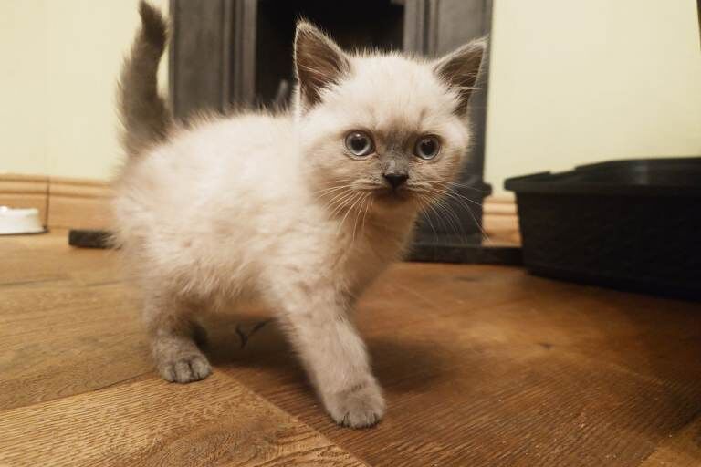 british shorthair babies - Image 3 of 3