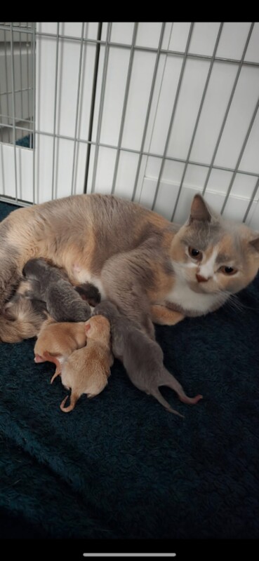 British shorthair babies