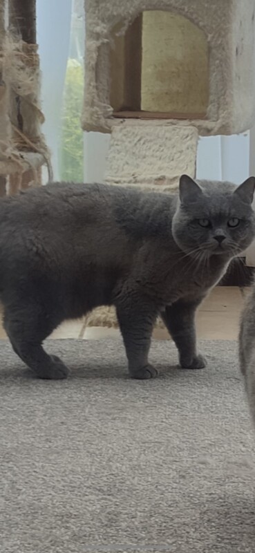 British shorthair babies - Image 2 of 3
