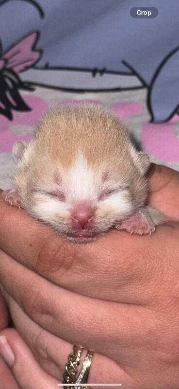 British shorthair babies - Image 3 of 3