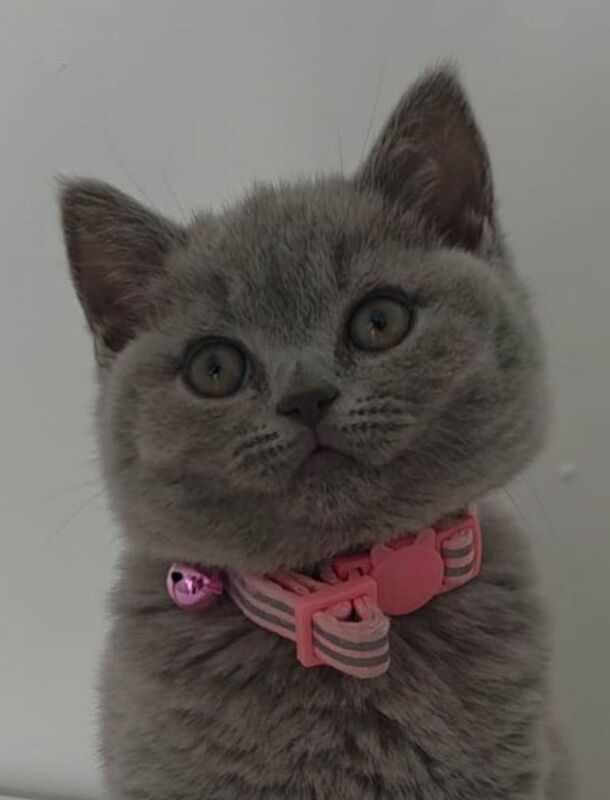 British Shorthair Beautiful Girl/Female 9 weeks old
