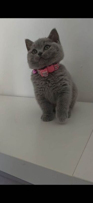 British Shorthair Beautiful Girl/Female 9 weeks old - Image 2 of 4