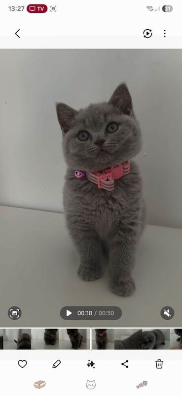 British Shorthair Beautiful Girl/Female 9 weeks old - Image 3 of 4