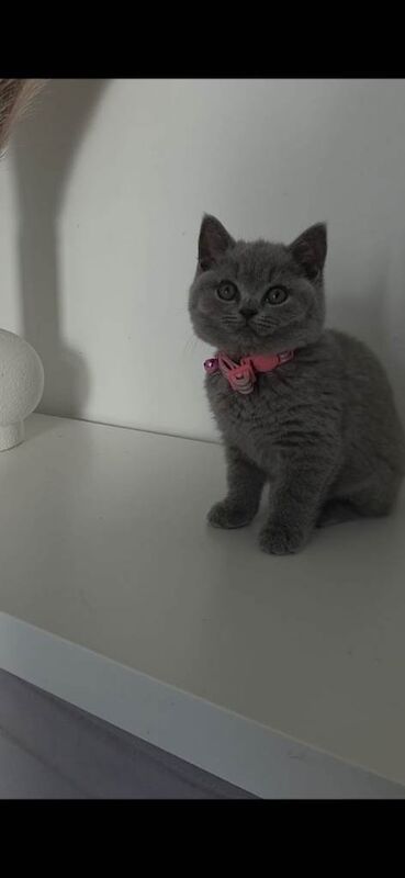 British Shorthair Beautiful Girl/Female 9 weeks old - Image 4 of 4
