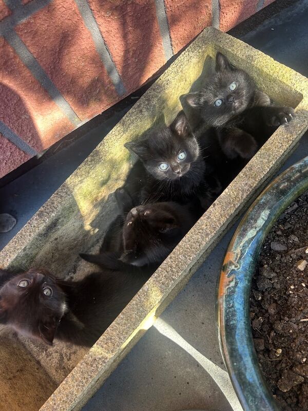 British shorthair, black and grey kittens for sale in Luton, Bedfordshire