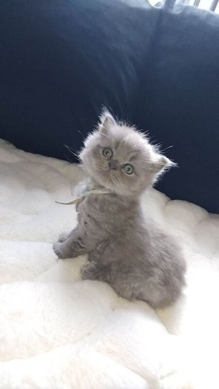 British shorthair Blue