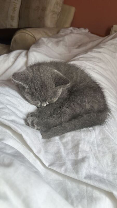 British shorthair blue