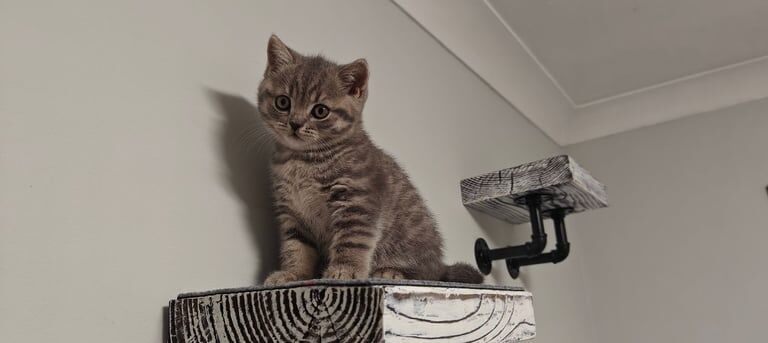 British shorthair blue and silver tabby kittens for sale in Bournemouth, Dorset
