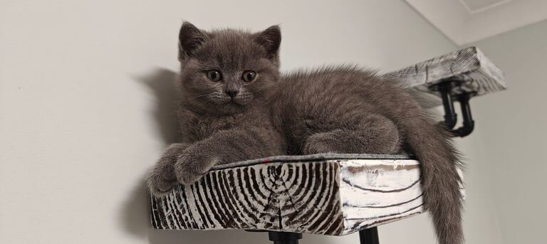 British shorthair blue and silver tabby kittens for sale in Bournemouth, Dorset | Image 2