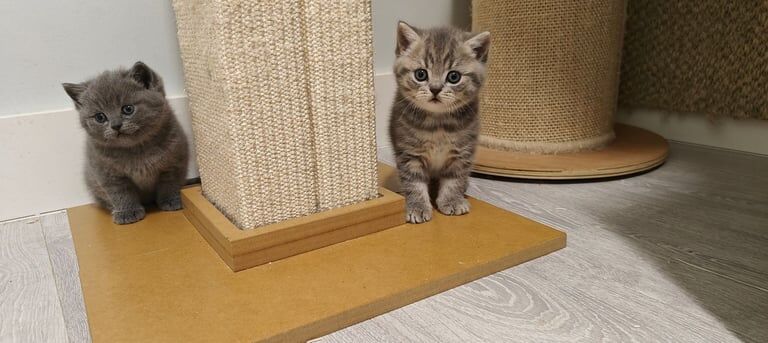 British shorthair blue and silver tabby kittens for sale in Bournemouth, Dorset | Image 3