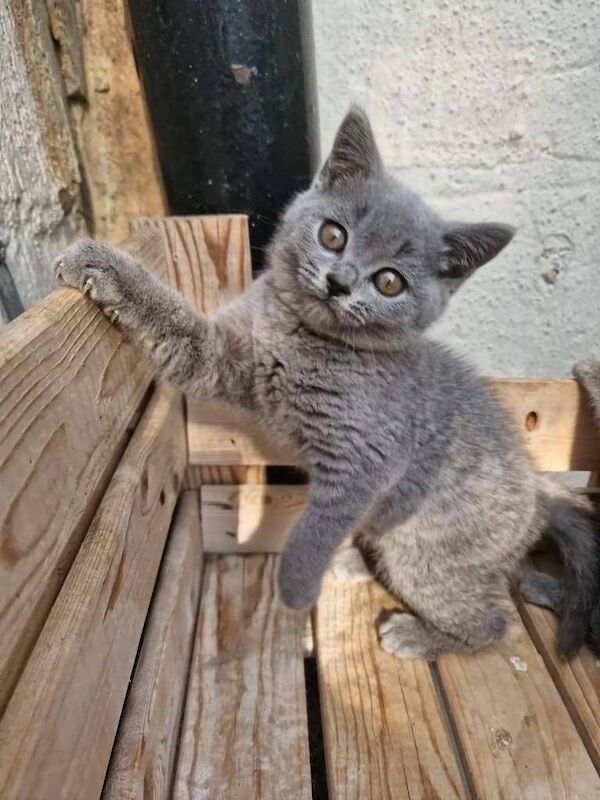 British Shorthair Blue Boy Girl Kittens