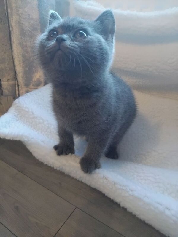 British Shorthair kittens for sale in Kingston upon Hull, East Riding of Yorkshire – 10 weeks old