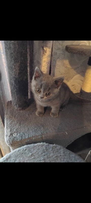 British Shorthair kittens for sale in Kingston upon Hull, East Riding of Yorkshire – 10 weeks old - Image 2 of 3