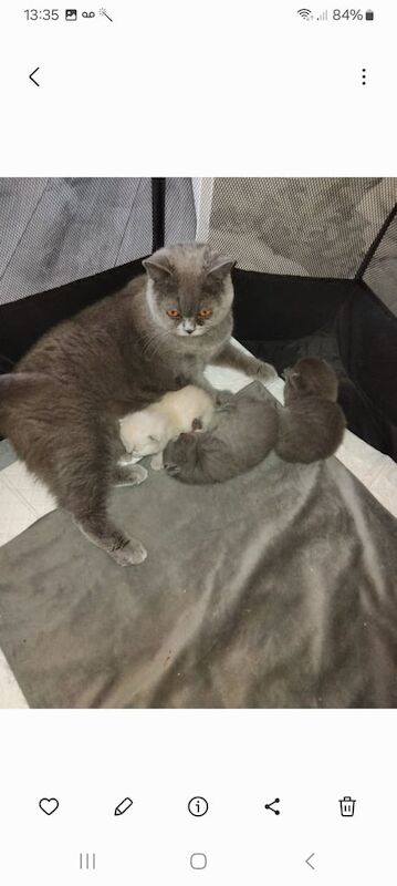 British Shorthair kittens for sale in Kingston upon Hull, East Riding of Yorkshire – 10 weeks old - Image 3 of 3