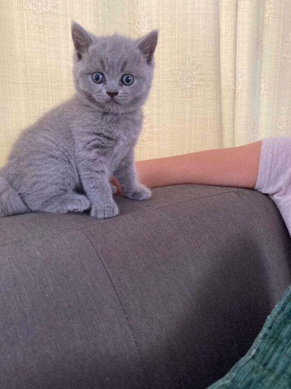 British Shorthair Blue Kittens – 2 Available (1 boys, 1 girl)