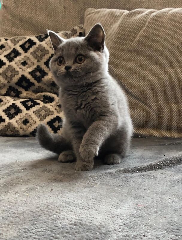 British Shorthair kittens for sale in Gosport, Hampshire – 11 weeks old