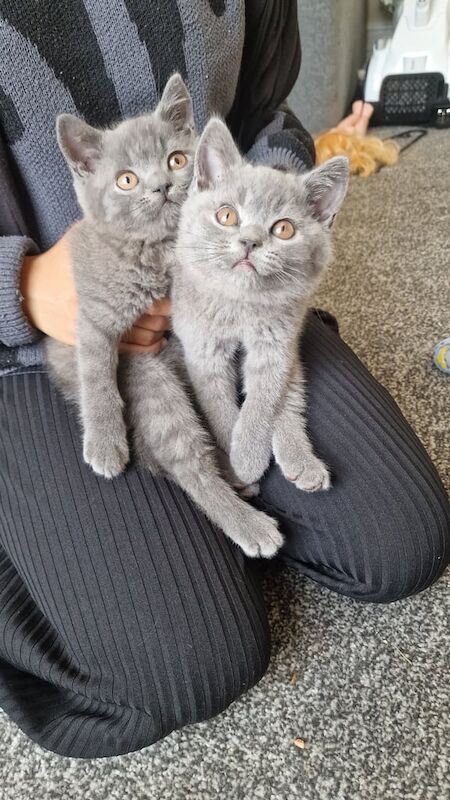 British Shorthair kittens for sale in Stratford, Greater London – 10 weeks old - Image 2 of 3