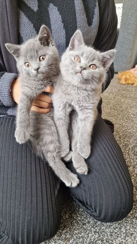 British Shorthair kittens for sale in Stratford, Greater London – 10 weeks old - Image 3 of 3