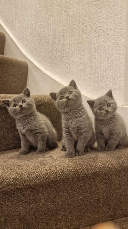 British shorthair blues kittens male female pedigree grey cats boys girls