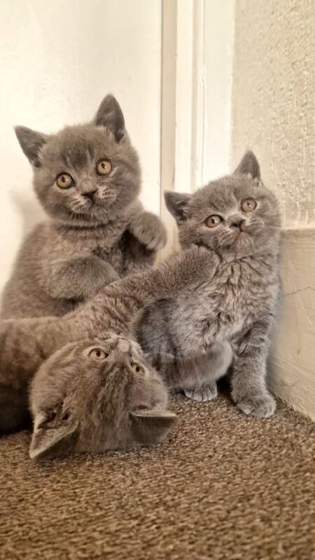 British shorthair blues kittens male female pedigree grey cats boys girls - Image 2 of 4