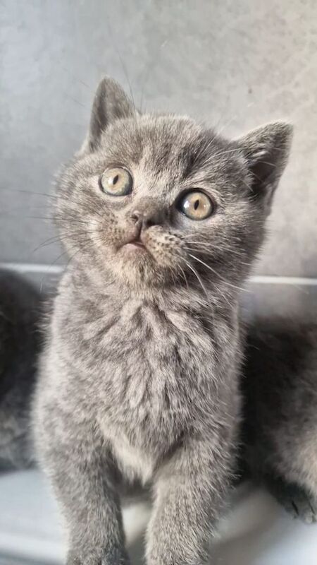British shorthair blues kittens male female pedigree grey cats boys girls - Image 3 of 4