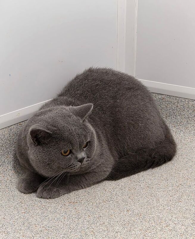 British Shorthair kittens for sale in Hall Green, West Midlands – 3 years old