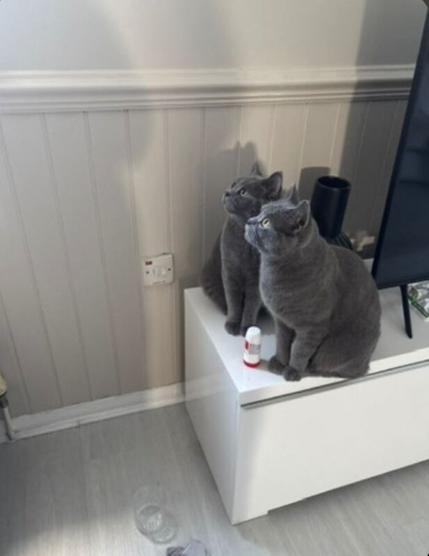 British ShortHair- Brothers - Image 2 of 3