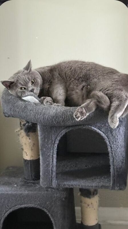 British ShortHair- Brothers - Image 3 of 3