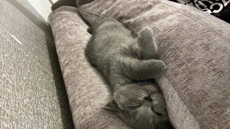 British shorthair cat for sale in Edgbaston, West Midlands
