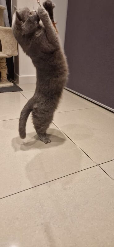 British Shorthair kittens for sale in Bradford, West Yorkshire – 3 years old - Image 2 of 3