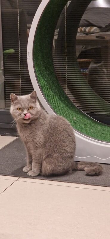 British Shorthair kittens for sale in Bradford, West Yorkshire – 3 years old - Image 3 of 3