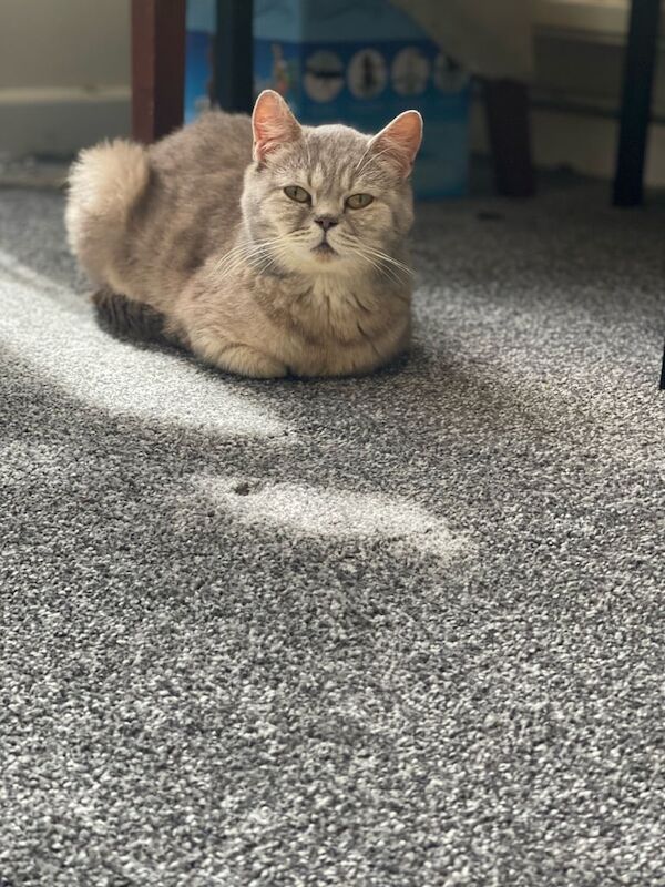 British shorthair cat for sale in Montpelier, Bristol